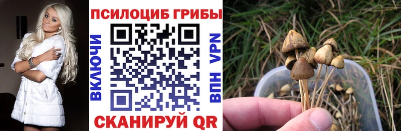 сколько стоит  Аргун  Галлюциногенные грибы ЛСД 